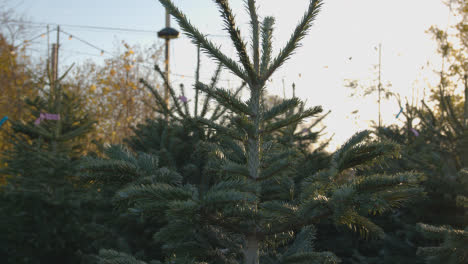 Close-Up-Of-Christmas-Trees-For-Sale-Outdoors-At-Garden-Centre-7