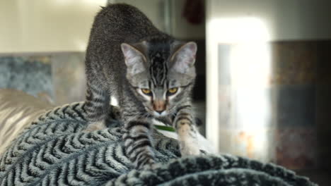 A-cat-kneading-a-fur-blanket-on-a-coach-in-slow-motion