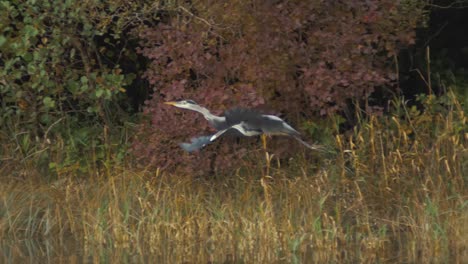 Graureiher-Im-Flug-über-Wasser-In-Der-Wildnis