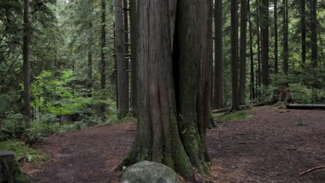 Walking-Towards-Old-Mossy-Tree-In-Forest