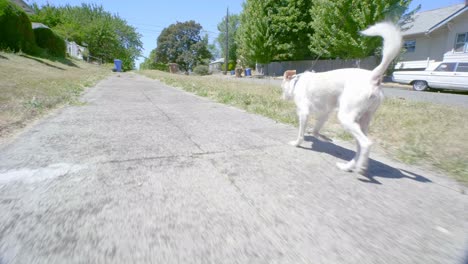 Maní,-Un-Perro-Lindo-Y-Rudimentario,-Pasea-Por-Un-área-Sombreada-En-La-Acera,-Sale-Al-Sol-Y-Luego-Orina-En-Un-Arbusto