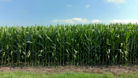 Drohnenaufnahmen-Von-Maisvorräten-Mit-Blauem-Himmel-Und-Wolken-Auf-Einer-Farm