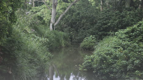 Arroyo-Tranquilo-En-El-Bosque-Tropical-En-Hawaii