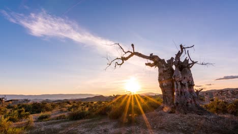 Viejo-árbol-Colorido-Puesta-De-Sol-En-El-Desierto