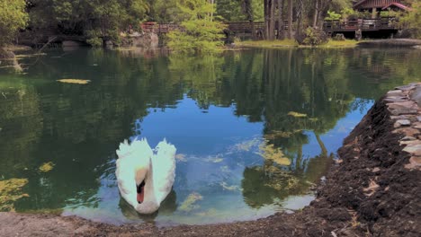 A-swan-wades-near-the-bank-of-a-tropical-pond-looking-for-a-snack