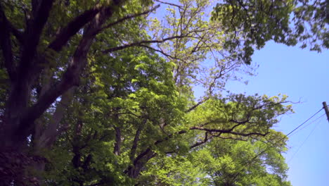 Trees-and-sky-from-a-moving-sky-some-telegraph-poles