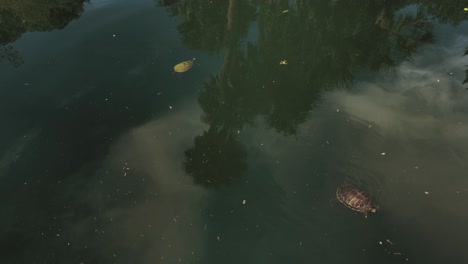 Three-turtles-swim-by-in-a-tropical-pond-as-palm-trees-can-be-seen-in-the-reflection-on-the-water