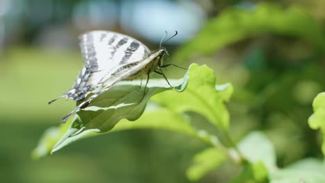 Zeitlupe,-Nahaufnahme-Eines-Schmetterlings,-Der-Auf-Einem-Blatt-Sitzt-Und-Dann-Abhebt