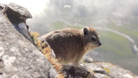 Dassie-O-Rock-Hyrax-Encontrado-En-Las-Montañas-De-La-Mesa---Ciudad-Del-Cabo