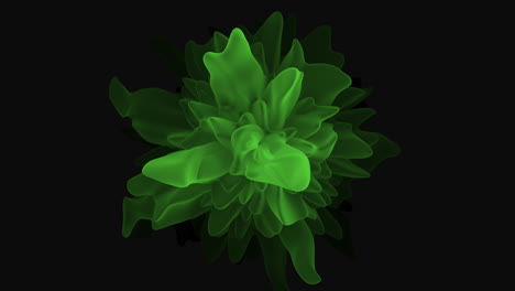 Eine-Grüne-Blume-Mit-Schwarzem-Hintergrund