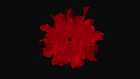 Vivid-red-flower-with-striking-contrast-against-black-background