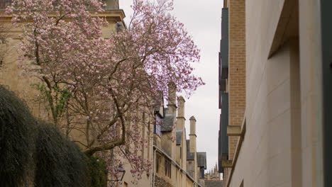 Blühender-Magnolienbaum-In-Der-Brewer-Street-Im-Stadtzentrum-Von-Oxford-Mit-Typischen-Gebäuden