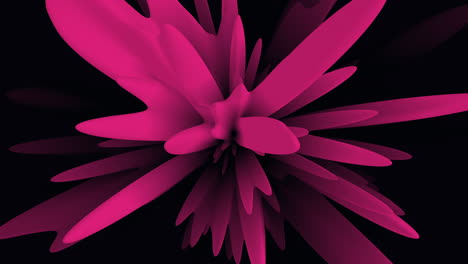 Pink-flower-with-circular-petal-arrangement-and-black-center