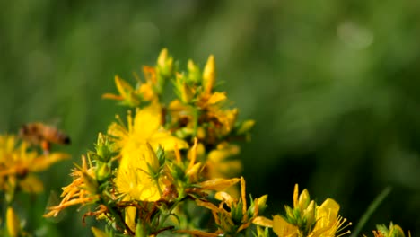 Super-slow-motion-view-of-bee-flying-in-between-green-leaves-and-branches