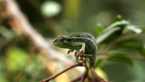 Chameleon-Perched-on-Branch