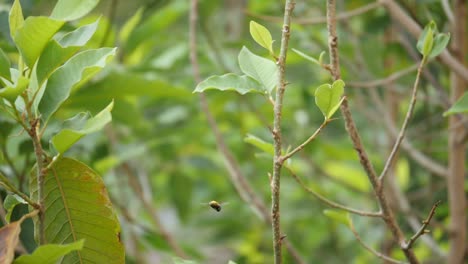 Super-slow-motion-view-of-a-bee-flying-in-between-green-leaves-and-branches-of-a-plant