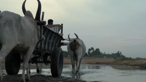 Ochsenkarren,-Die-Einen-Kleinen-Bach-Im-Cauvery-Flussbecken-In-Trichy-überqueren,-Um-Sand-Für-Den-Hochbau-Auszugraben