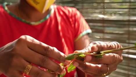 Closeup-of-a-woman-hand-picking-leaves-from-a-bunch-of-spinach