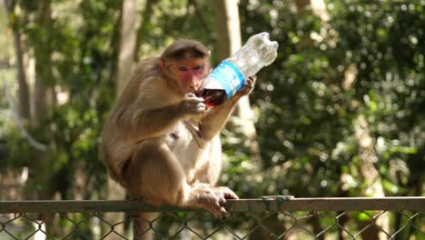 A-common-macaque-monkey-drinking-soda-from-a-plastic-pet-bottle-sitting-on-a-fence