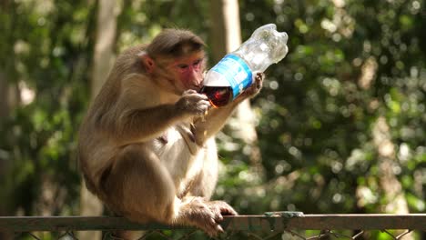 Makaken-Affe-Trinkt-Soda-Aus-Einer-Plastikflasche-Für-Haustiere,-Die-Auf-Einem-Zaun-Sitzt