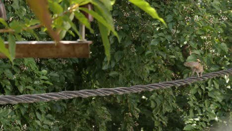 Closeup-of-Indian-palm-squirrel-or-three-striped-palm-squirrel-running-on-electric-cable-during-day-time