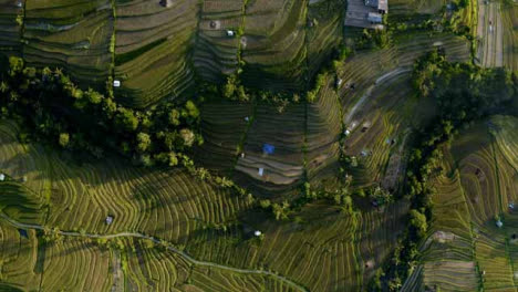 Drone-Shot-Ascending-Over-Jatiluwih-Rice-Terraces