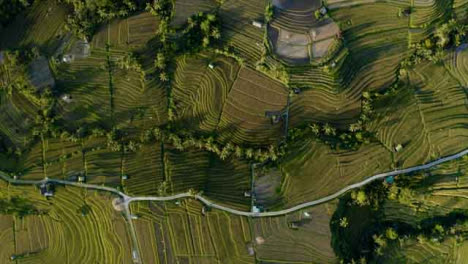 Drone-Shot-Descendiendo-Sobre-Terrazas-De-Arroz-Jatiluwih