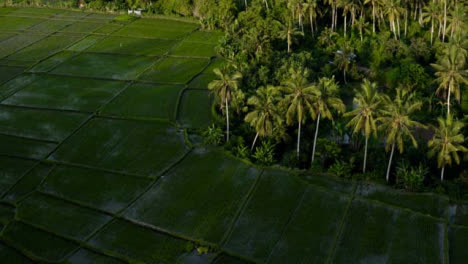 Drone-Shot-Orbitando-Arrozales-En-Paisaje-Tropical