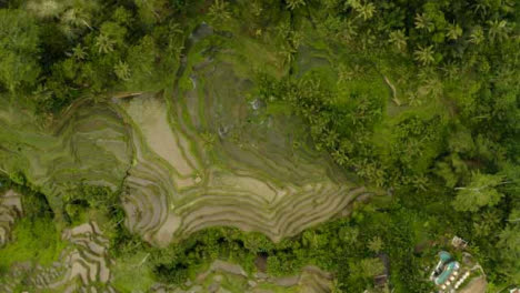 Drone-Shot-Descending-On-Tegallalang-Rice-Terraces