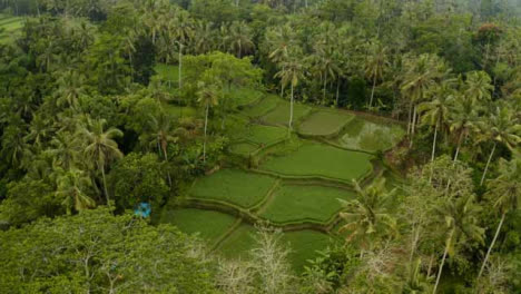 Drone-Shot-Descending-On-Trees-Surrounding-Tegallalang-Rice-Terraces