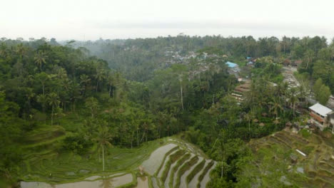 Drone-Shot-Flying-Over-Tegallalang-Rice-Terraces