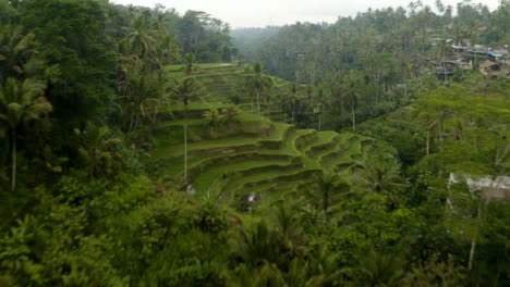 Drone-Shot-Flying-Low-Over-Tegallalang-Rice-Terraces