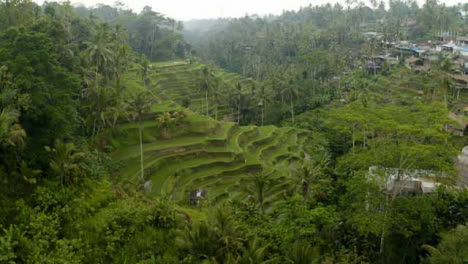 Drone-Shot-Passing-Over-Trees-Surrounding-Tegallalang-Rice-Terraces