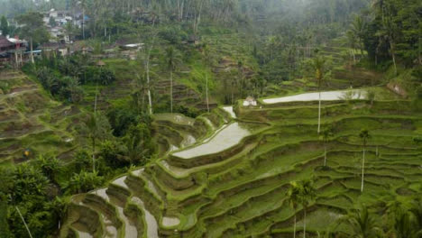 Drone-Shot-Passing-Over-Tegallalang-Rice-Terraces-