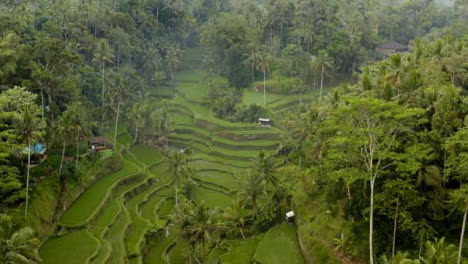 Drohnenschuss-Fliegt-über-Die-Reisterrassen-Von-Ubud-Tegallalang