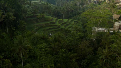 Drone-Shot-Volando-Hacia-Terrazas-De-Arroz-De-Tegallalang