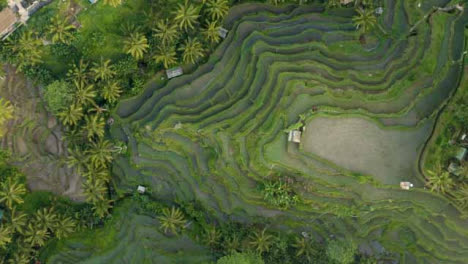 Drone-Shot-Ascending-Over-Tegallalang-Rice-Terraces