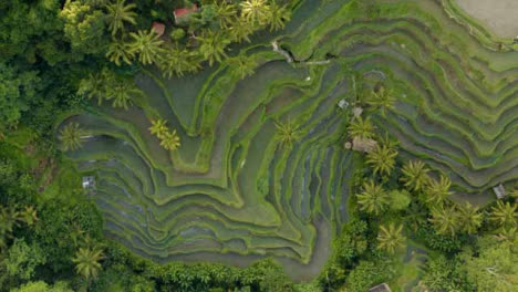 Drone-Shot-Descending-On-Ubud-Tegallalang-Rice-Terraces