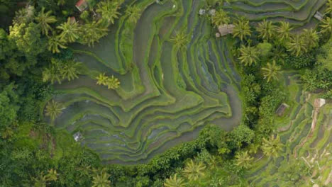 Drone-Shot-Ascending-Over-Ubud-Tegallalang-Rice-Terraces