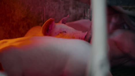 Pigs-At-Livestock-Agriculture-Farm-Pork-Production-Piglet-Breeding-At-Animal-Farm-4