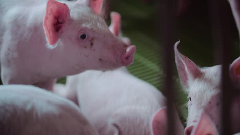 Pigs-At-Livestock-Agriculture-Farm-Pork-Production-Piglet-Breeding-At-Animal-Farm-10