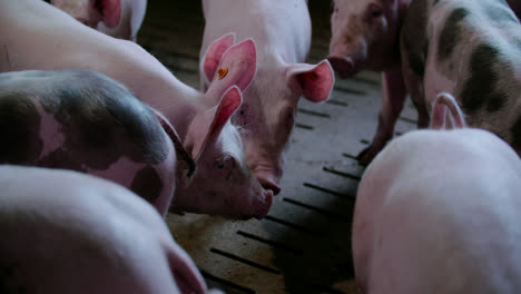 Pigs-At-Livestock-Agriculture-Farm-Pork-Production-Piglet-Breeding-At-Animal-Farm-46