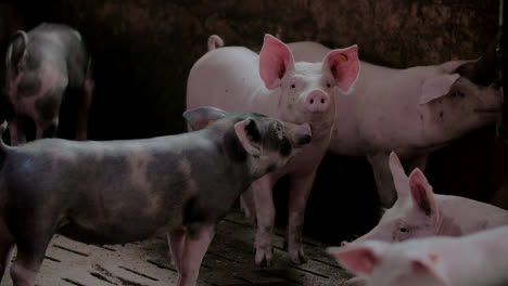 Pigs-At-Livestock-Agriculture-Farm-Pork-Production-Piglet-Breeding-At-Animal-Farm-59