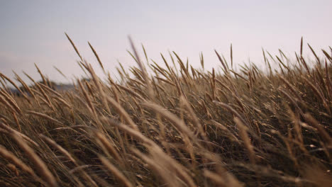 Close-Up-Of-Long-Grass-Waving-On-Wind-At-Sunset