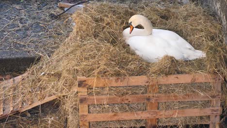 Schwan-Nistet-Im-Stroh