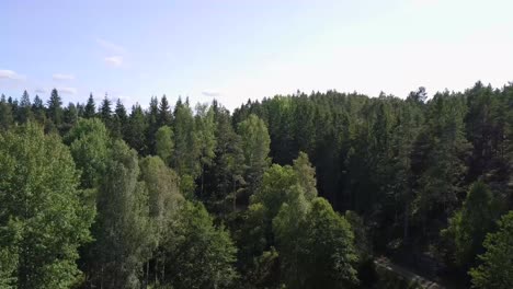 Aerial-Shot-of-Trees-Rising-to-Reveal-Forrest-