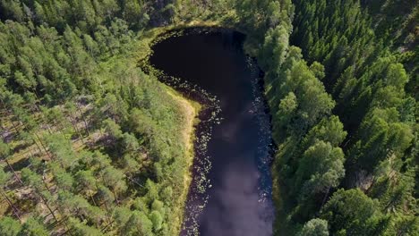 Aerial-View-of-Lake-in-Forrest