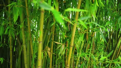 Kioto-de-arashiyama-de-bambú.-Bosque-de-bambú-en-el-bosque.-4k