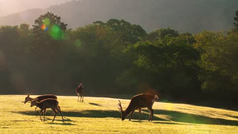 Flock-of-deer-grazing-in-the-forest,-4k