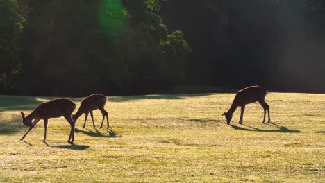 Flock-of-deer-grazing-in-the-forest-,-4k